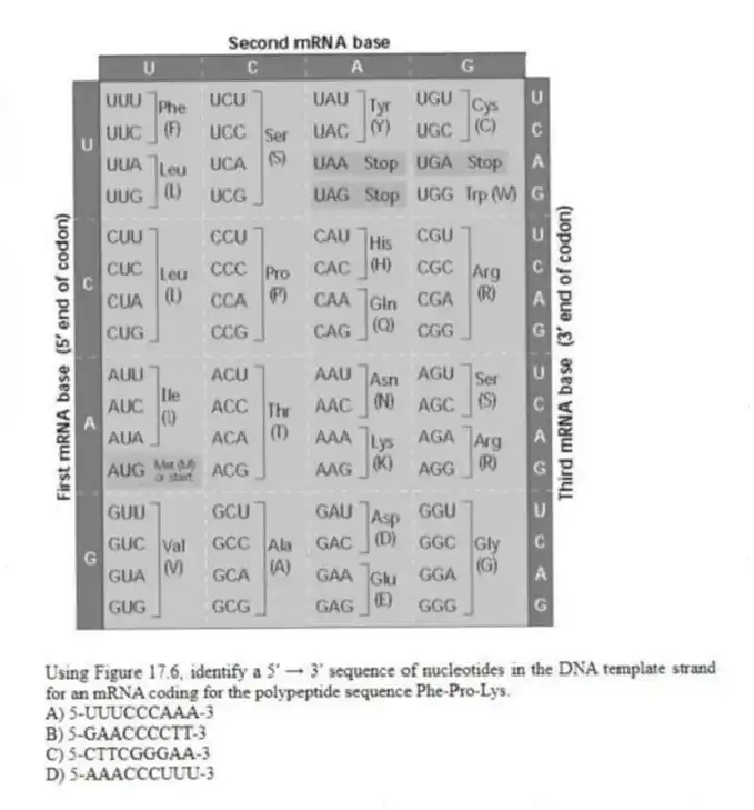 Using Figure 17.6, identify a 5′ → 3′ sequence of nucleotides in the DNA template strand for an mRNA coding for the polypeptide sequence Phe-Pro-Lys.
A) 5-UUUCCCAAA-3
B) 5-GAACCCCTT-3
C) 5-CTTCGGGAA-3
D) 5-AAACCCUUU-3