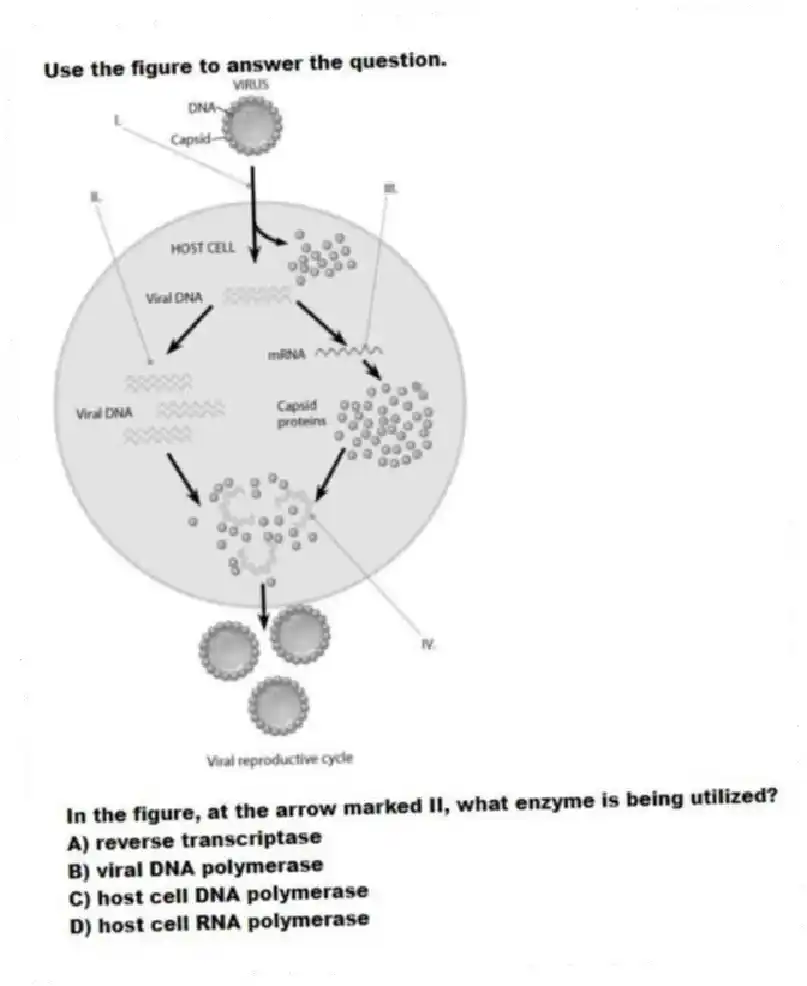 Use the figure to answer the question.

In the figure, at the arrow marked II, what enzyme is being utilized?
A) reverse transcriptase 
B) viral DNA polymerase 
C) host cell DNA polymerase 
D) host cell RNA polymerase
