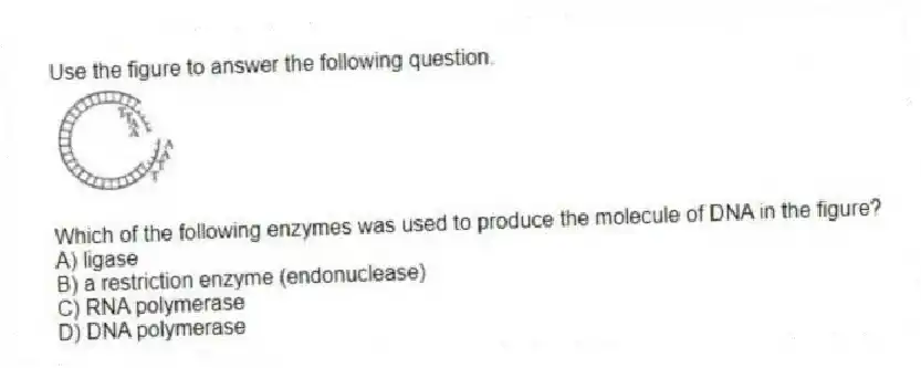 Use the figure to answer the following question.
Which of the following enzymes was used to produce the molecule of DNA in the figure?
A) ligase
B) a restriction enzyme (endonuclease)
C) RNA polymerase
D) DNA polymerase
