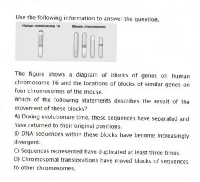 Use the following information to answer the question.
The figure shows a diagram of blocks of genes on human chromosome 16 and the locations of blocks of similar genes on four chromosomes of the mouse.
Which of the following statements describes the result of the movement of these blocks?
A) During evolutionary time, these sequences have separated and have returned to their original positions.
B) DNA sequences within these blocks have become increasingly divergent.
C) Sequences represented have duplicated at least three times.
D) Chromosomal translocations have moved blocks of sequences to other chromosomes.