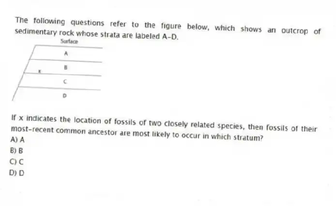 The following questions refer to the figure below, which shows an outcrop of sedimentary rock whose strata are labeled A-D.
If x indicates the location of fossils of two closely related species, then fossils of their most-recent common ancestor are most likely to occur in which stratum?
A) A
B) B
C) C
D) D