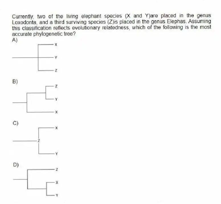 Currently, two of the living elephant species (X and Y)are placed in the genus Loxodonta, and a third surviving species (Z)is placed in the genus Elephas. Assuming this classification reflects evolutionary relatedness, which of the following is the most accurate phylogenetic tree?