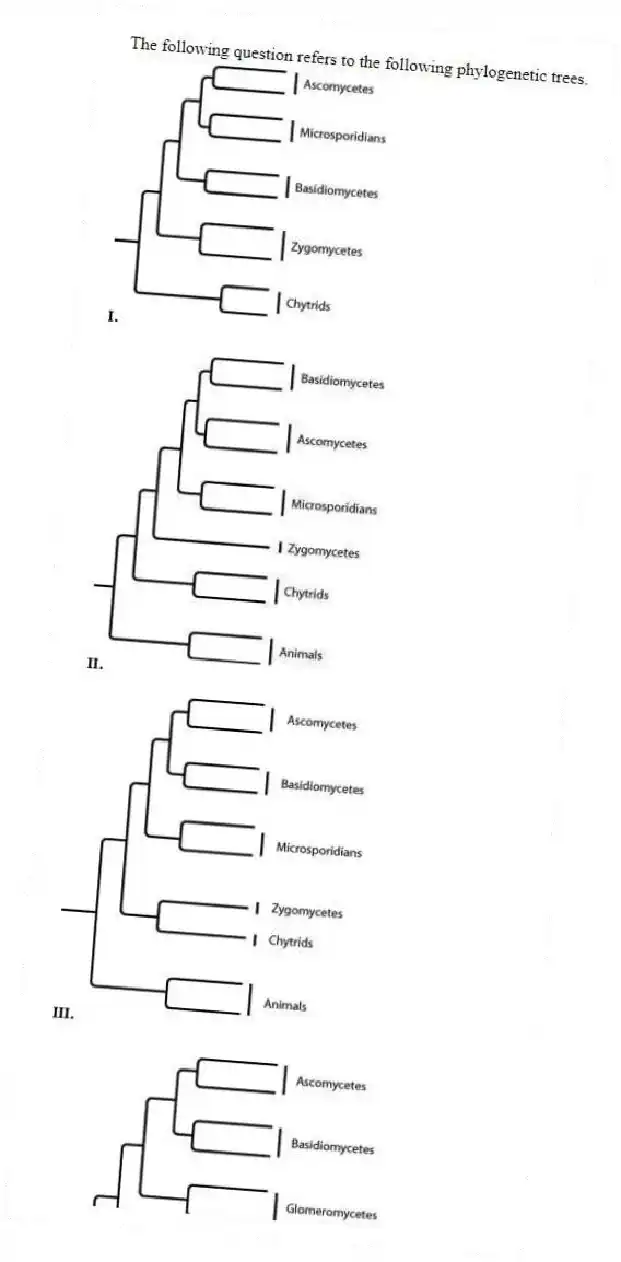The following question refers to the following phylogenetic trees.
Which tree depicts the microsporidians as a sister group of the ascomycetes?
A) I
B) II
C) III
D) IV