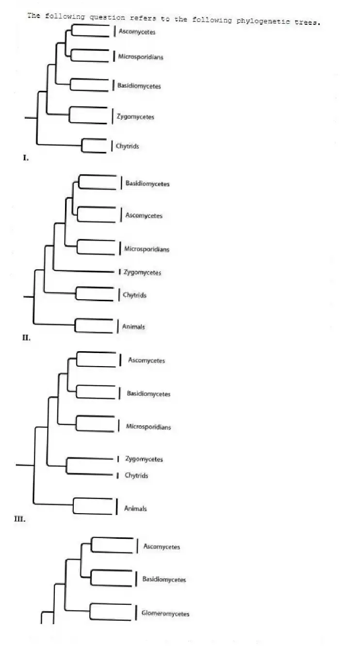 The following question refers to the following phylogenetic trees.




Which tree depicts the closest relationship between zygomycetes and chytrids?
A) I 
B) II 
C) III 
D) IV
