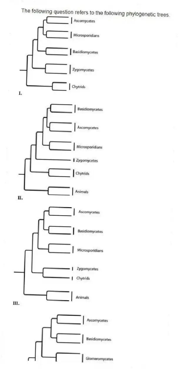 The following question refers to the following phylogenetic trees.
Which tree shows the greatest evolutionary distance between chytrids and ascomycetes?
A) I
B) II
C) III
D) IV