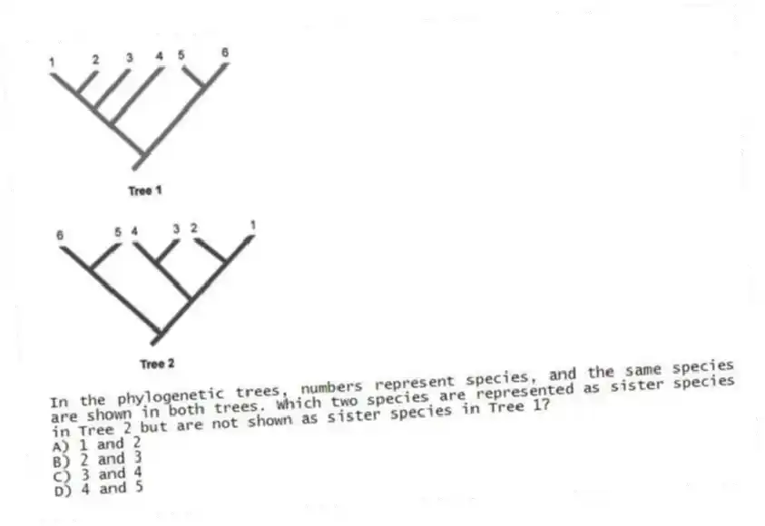 In the phylogenetic trees, numbers represent species, and the same species are shown in both trees. Which two species are represented as sister species in Tree 2 but are not shown as sister species in Tree 1?
A) 1 and 2
B) 2 and 3
C) 3 and 4
D) 4 and 5