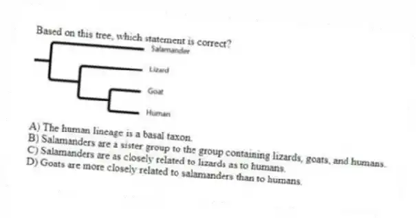 Based on this tree, which statement is correct?

A) The human lineage is a basal taxon. 
B) Salamanders are a sister group to the group containing lizards, goats, and humans. 
C) Salamanders are as closely related to lizards as to humans. 
D) Goats are more closely related to salamanders than to humans.
