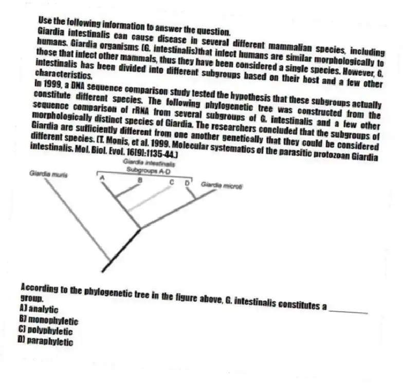 Use the following information to answer the question.
Giardia intestinalis can cause disease in several different mammalian species, including humans. Giardia organisms (G. intestinalis)that infect humans are similar morphologically to those that infect other mammals, thus they have been considered a single species. However, G. intestinalis has been divided into different subgroups based on their host and a few other characteristics.
In 1999, a DNA sequence comparison study tested the hypothesis that these subgroups actually constitute different species. The following phylogenetic tree was constructed from the sequence comparison of rRNA from several subgroups of G. intestinalis and a few other morphologically distinct species of Giardia. The researchers concluded that the subgroups of Giardia are sufficiently different from one another genetically that they could be considered different species. (T. Monis, et al. 1999. Molecular systematics of the parasitic protozoan Giardia intestinalis. Mol. Biol. Evol. 16[9]:1135-44.)

According to the phylogenetic tree in the figure above, G. intestinalis constitutes a ________ group.
A) analytic 
B) monophyletic 
C) polyphyletic 
D) paraphyletic
