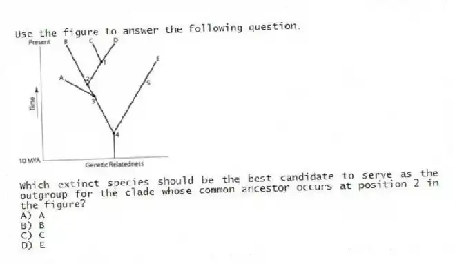 Use the figure to answer the following question.
Which extinct species should be the best candidate to serve as the outgroup for the clade whose common ancestor occurs at position 2 in the figure?
A) A
B) B
C) C
D) E