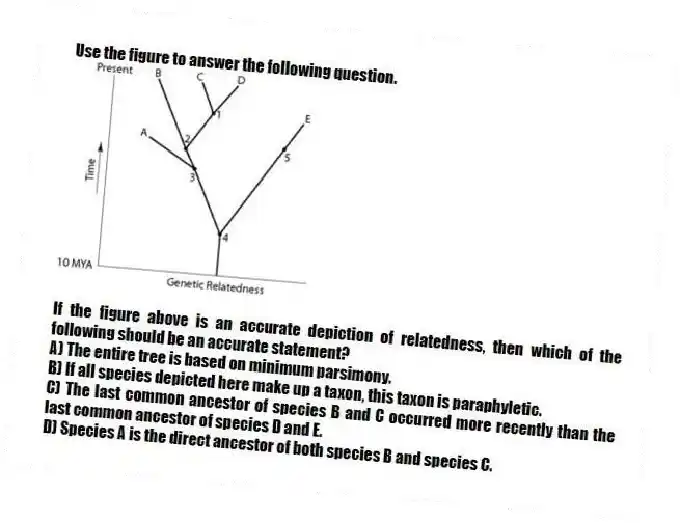 Use the figure to answer the following question.
If the figure above is an accurate depiction of relatedness, then which of the following should be an accurate statement?
A) The entire tree is based on minimum parsimony.
B) If all species depicted here make up a taxon, this taxon is paraphyletic.
C) The last common ancestor of species B and C occurred more recently than the last common ancestor of species D and E.
D) Species A is the direct ancestor of both species B and species C.