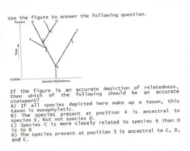 Use the figure to answer the following question.
If the figure is an accurate depiction of relatedness, then which of the following should be an accurate statement?
A) If all species depicted here make up a taxon, this taxon is monophyletic.
B) The species present at position 4 is ancestral to species E, but not species D.
C) Species C is more closely related to species B than D is to B
D) The species present at position 3 is ancestral to C, D, and E.