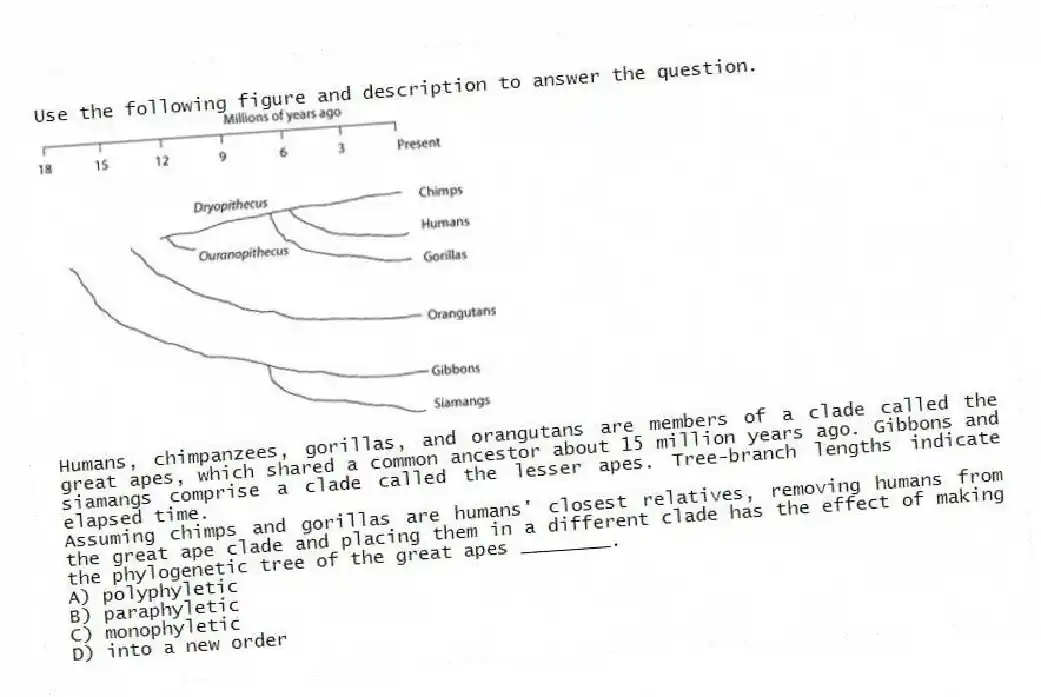 Use the following figure and description to answer the question.
Humans, chimpanzees, gorillas, and orangutans are members of a clade called the great apes, which shared a common ancestor about 15 million years ago. Gibbons and siamangs comprise a clade called the lesser apes. Tree-branch lengths indicate elapsed time.
Assuming chimps and gorillas are humans' closest relatives, removing humans from the great ape clade and placing them in a different clade has the effect of making the phylogenetic tree of the great apes ________.
A) polyphyletic
B) paraphyletic
C) monophyletic
D) into a new order