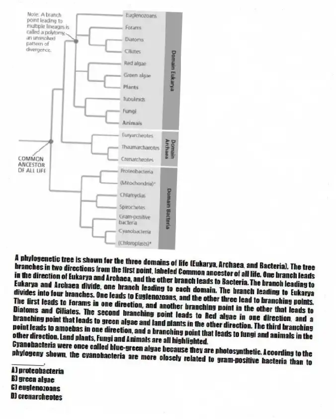 A phylogenetic tree is shown for the three domains of life (Eukarya, Archaea, and Bacteria). The tree branches in two directions from the first point, labeled Common ancestor of all life. One branch leads in the direction of Eukarya and Archaea, and the other branch leads to Bacteria. The branch leading to Eukarya and Archaea divide, one branch leading to each domain. The branch leading to Eukarya divides into four branches. One leads to Euglenozoans, and the other three lead to branching points. The first leads to Forams in one direction, and another branching point in the other that leads to Diatoms and Ciliates. The second branching point leads to Red algae in one direction, and a branching point that leads to green algae and land plants in the other direction. The third branching point leads to amoebas in one direction, and a branching point that leads to fungi and animals in the other direction. Land plants, Fungi and Animals are all highlighted.
Cyanobacteria were once called blue-green algae because they are photosynthetic. According to the phylogeny shown, the cyanobacteria are more closely related to gram-positive bacteria than to ________.
A) proteobacteria
B) green algae
C) euglenozoans
D) crenarcheotes