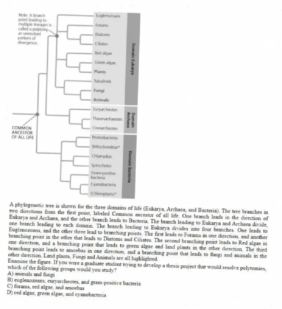 A phylogenetic tree is shown for the three domains of life (Eukarya, Archaea, and Bacteria). The tree branches in two directions from the first point, labeled Common ancestor of all life. One branch leads in the direction of Eukarya and Archaea, and the other branch leads to Bacteria. The branch leading to Eukarya and Archaea divide, one branch leading to each domain. The branch leading to Eukarya divides into four branches. One leads to Euglenozoans, and the other three lead to branching points. The first leads to Forams in one direction, and another branching point in the other that leads to Diatoms and Ciliates. The second branching point leads to Red algae in one direction, and a branching point that leads to green algae and land plants in the other direction. The third branching point leads to amoebas in one direction, and a branching point that leads to fungi and animals in the other direction. Land plants, Fungi and Animals are all highlighted.
Examine the figure. If you were a graduate student trying to develop a thesis project that would resolve polytomies, which of the following groups would you study?
A) animals and fungi
B) euglenozoans, euryarcheotes, and gram-positive bacteria
C) forams, red algae, and amoebas
D) red algae, green algae, and cyanobacteria