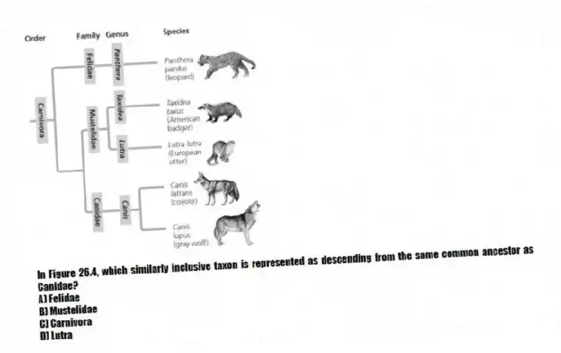In Figure 26.4, which similarly inclusive taxon is represented as descending from the same common ancestor as Canidae?
A) Felidae
B) Mustelidae
C) Carnivora
D) Lutra