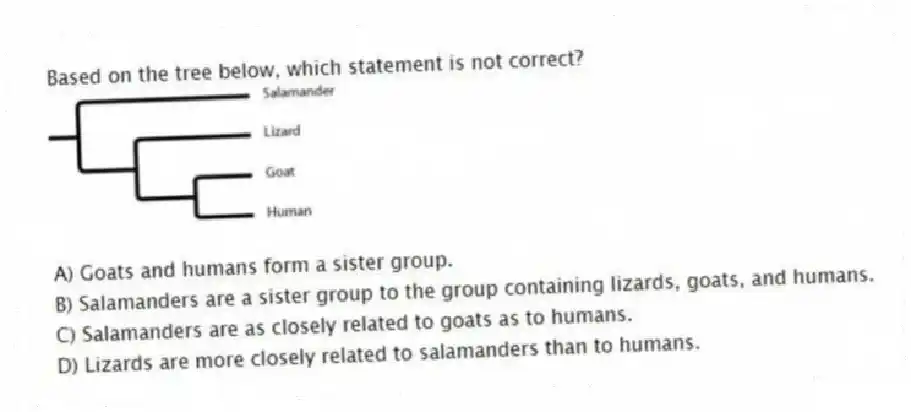 Based on the tree below, which statement is not correct?
A) Goats and humans form a sister group.
B) Salamanders are a sister group to the group containing lizards, goats, and humans.
C) Salamanders are as closely related to goats as to humans.
D) Lizards are more closely related to salamanders than to humans.