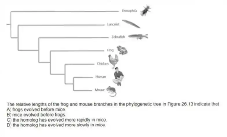 The relative lengths of the frog and mouse branches in the phylogenetic tree in Figure 26.13 indicate that
A) frogs evolved before mice.
B) mice evolved before frogs.
C) the homolog has evolved more rapidly in mice.
D) the homolog has evolved more slowly in mice.