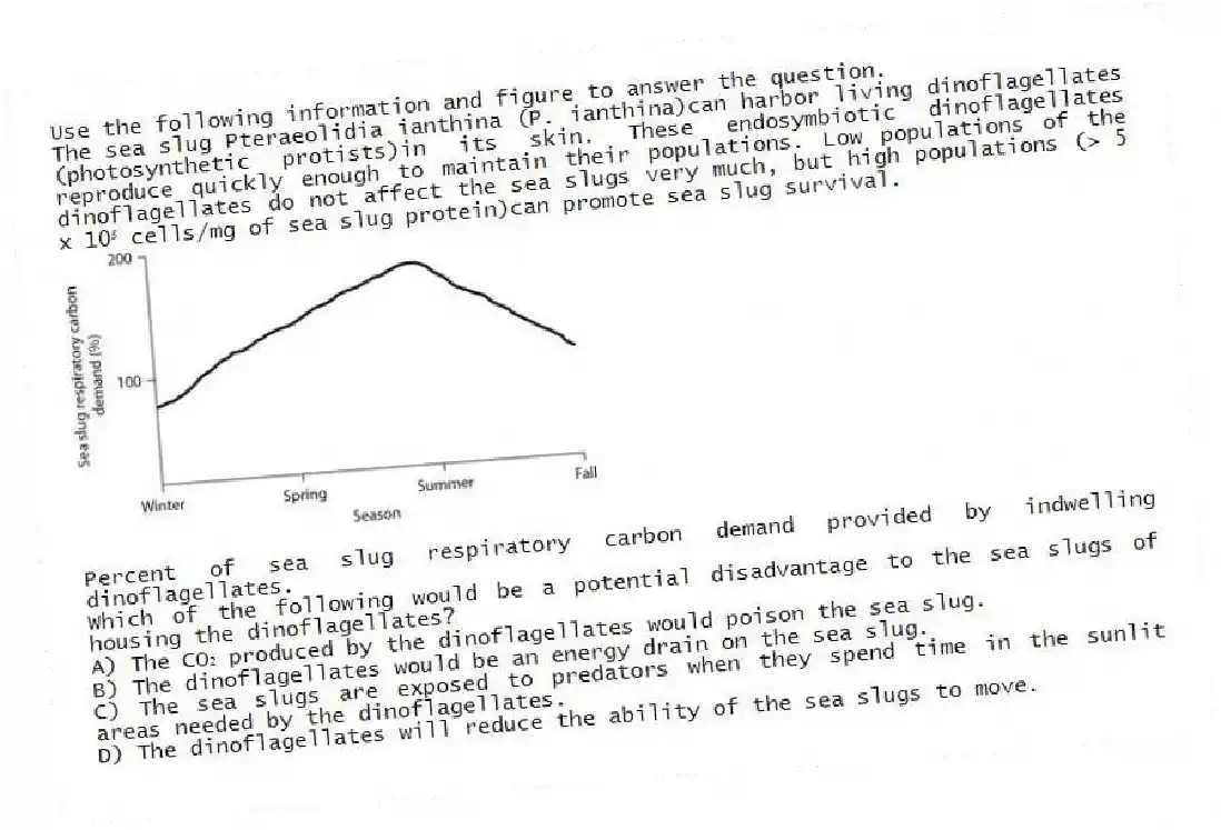 Use the following information and figure to answer the question.
The sea slug Pteraeolidia ianthina (P. ianthina)can harbor living dinoflagellates (photosynthetic protists)in its skin. These endosymbiotic dinoflagellates reproduce quickly enough to maintain their populations. Low populations of the dinoflagellates do not affect the sea slugs very much, but high populations (> 5 x 10⁵ cells/mg of sea slug protein)can promote sea slug survival.
Percent of sea slug respiratory carbon demand provided by indwelling dinoflagellates.
Which of the following would be a potential disadvantage to the sea slugs of housing the dinoflagellates?
A) The CO₂ produced by the dinoflagellates would poison the sea slug.
B) The dinoflagellates would be an energy drain on the sea slug.
C) The sea slugs are exposed to predators when they spend time in the sunlit areas needed by the dinoflagellates.
D) The dinoflagellates will reduce the ability of the sea slugs to move.