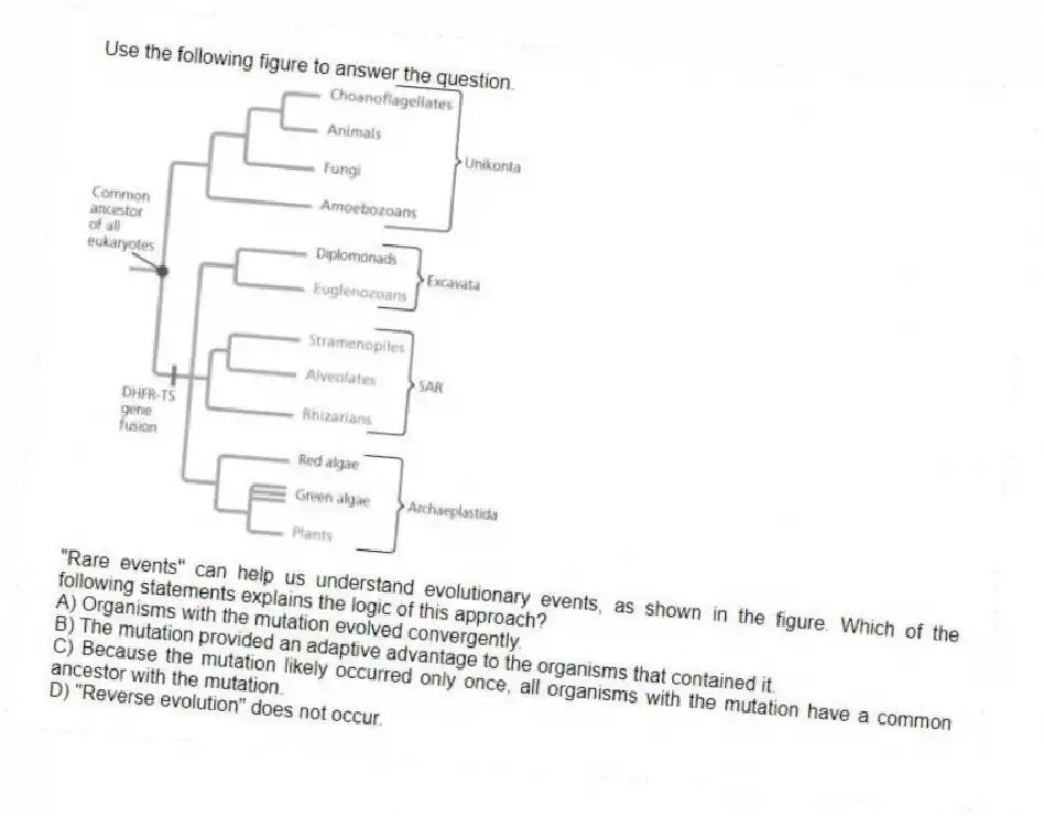 Use the following figure to answer the question.
"Rare events" can help us understand evolutionary events, as shown in the figure. Which of the following statements explains the logic of this approach?
A) Organisms with the mutation evolved convergently.
B) The mutation provided an adaptive advantage to the organisms that contained it.
C) Because the mutation likely occurred only once, all organisms with the mutation have a common ancestor with the mutation.
D) "Reverse evolution" does not occur.