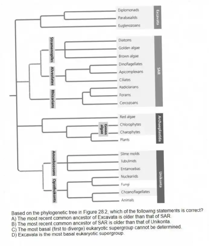 Based on the phylogenetic tree in Figure 28.2, which of the following statements is correct?
A) The most recent common ancestor of Excavata is older than that of SAR.
B) The most recent common ancestor of SAR is older than that of Unikonta.
C) The most basal (first to diverge) eukaryotic supergroup cannot be determined.
D) Excavata is the most basal eukaryotic supergroup.
