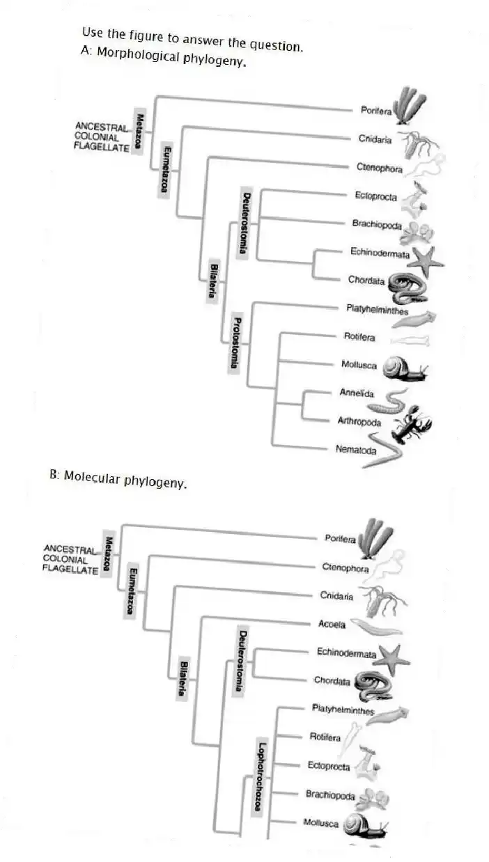 Use the figure to answer the question.
A: Morphological phylogeny.
B: Molecular phylogeny.
In the traditional phylogeny (A), the phylum Platyhelminthes is depicted as a sister taxon to the rest of the protostome phyla and as having diverged earlier from the lineage that led to the rest of the protostomes. In the molecular phylogeny (B), Platyhelminthes is depicted as a Lophotrochozoan phylum. What probably led to this change?
A) Platyhelminthes ceased to be recognized as true protostomes.
B) The removal of the acoel flatworms (Acoela) from the Platyhelminthes allowed the remaining flatworms to be a monophyletic clade clearly tied to the Lophotrochozoa.
C) All Platyhelminthes must have a well-developed lophophore as their feeding apparatus.
D) Platyhelminthes' close genetic ties to the arthropods became clear as their Hox gene sequences were studied.