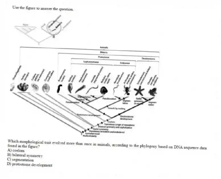 Use the figure to answer the question.
Which morphological trait evolved more than once in animals, according to the phylogeny based on DNA sequence data found in the figure?
A) coelom
B) bilateral symmetry
C) segmentation
D) protostome development