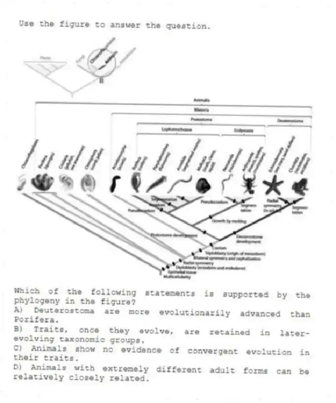 Use the figure to answer the question.
Which of the following statements is supported by the phylogeny in the figure?
A) Deuterostoma are more evolutionarily advanced than Porifera.
B) Traits, once they evolve, are retained in later-evolving taxonomic groups.
C) Animals show no evidence of convergent evolution in their traits.
D) Animals with extremely different adult forms can be relatively closely related.