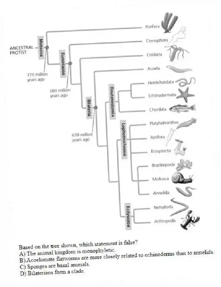 Based on the tree shown, which statement is false?
A) The animal kingdom is monophyletic.
B) Acoelomate flatworms are more closely related to echinoderms than to annelids.
C) Sponges are basal animals.
D) Bilaterians form a clade.