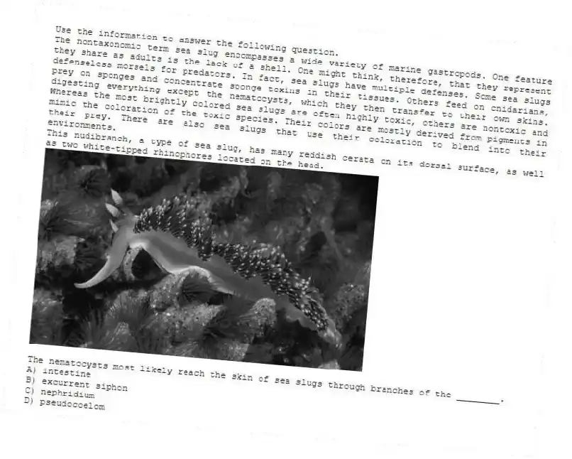 Use the information to answer the following question.
The nontaxonomic term sea slug encompasses a wide variety of marine gastropods. One feature they share as adults is the lack of a shell. One might think, therefore, that they represent defenseless morsels for predators. In fact, sea slugs have multiple defenses. Some sea slugs prey on sponges and concentrate sponge toxins in their tissues. Others feed on cnidarians, digesting everything except the nematocysts, which they then transfer to their own skins. Whereas the most brightly colored sea slugs are often highly toxic, others are nontoxic and mimic the coloration of the toxic species. Their colors are mostly derived from pigments in their prey. There are also sea slugs that use their coloration to blend into their environments.
This nudibranch, a type of sea slug, has many reddish cerata on its dorsal surface, as well as two white-tipped rhinophores located on the head.
The nematocysts most likely reach the skin of sea slugs through branches of the ________.
A) intestine
B) excurrent siphon
C) nephridium
D) pseudocoelom