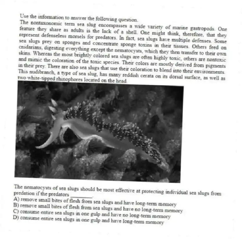 Use the information to answer the following question.
The nontaxonomic term sea slug encompasses a wide variety of marine gastropods. One feature they share as adults is the lack of a shell. One might think, therefore, that they represent defenseless morsels for predators. In fact, sea slugs have multiple defenses. Some sea slugs prey on sponges and concentrate sponge toxins in their tissues. Others feed on cnidarians, digesting everything except the nematocysts, which they then transfer to their own skins. Whereas the most brightly colored sea slugs are often highly toxic, others are nontoxic and mimic the coloration of the toxic species. Their colors are mostly derived from pigments in their prey. There are also sea slugs that use their coloration to blend into their environments.
This nudibranch, a type of sea slug, has many reddish cerata on its dorsal surface, as well as two white-tipped rhinophores located on the head.
The nematocysts of sea slugs should be most effective at protecting individual sea slugs from predation if the predators ________.
A) remove small bites of flesh from sea slugs and have long-term memory
B) remove small bites of flesh from sea slugs and have no long-term memory
C) consume entire sea slugs in one gulp and have no long-term memory
D) consume entire sea slugs in one gulp and have long-term memory