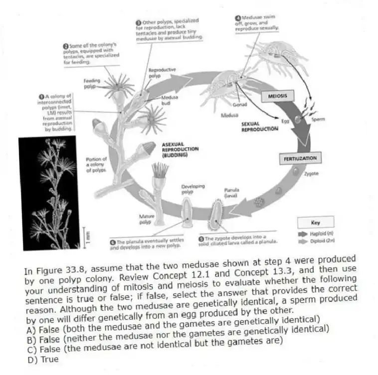 In Figure 33.8, assume that the two medusae shown at step 4 were produced by one polyp colony. Review Concept 12.1 and Concept 13.3, and then use your understanding of mitosis and meiosis to evaluate whether the following sentence is true or false; if false, select the answer that provides the correct reason. Although the two medusae are genetically identical, a sperm produced by one will differ genetically from an egg produced by the other.
A) False (both the medusae and the gametes are genetically identical)
B) False (neither the medusae nor the gametes are genetically identical)
C) False (the medusae are not identical but the gametes are)
D) True