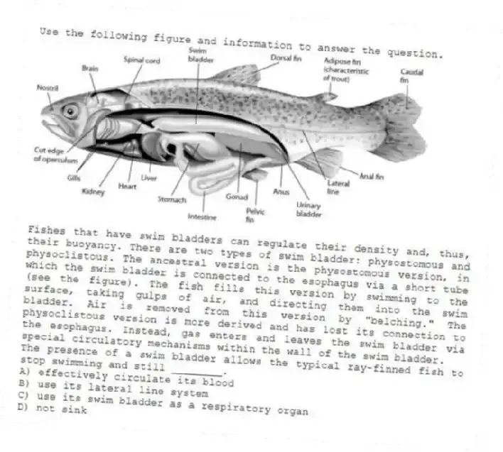 Use the following figure and information to answer the question.
Fishes that have swim bladders can regulate their density and, thus, their buoyancy. There are two types of swim bladder: physostomous and physoclistous. The ancestral version is the physostomous version, in which the swim bladder is connected to the esophagus via a short tube (see the figure). The fish fills this version by swimming to the surface, taking gulps of air, and directing them into the swim bladder. Air is removed from this version by "belching." The physoclistous version is more derived and has lost its connection to the esophagus. Instead, gas enters and leaves the swim bladder via special circulatory mechanisms within the wall of the swim bladder.
The presence of a swim bladder allows the typical ray-finned fish to stop swimming and still ________.
A) effectively circulate its blood
B) use its lateral line system
C) use its swim bladder as a respiratory organ
D) not sink