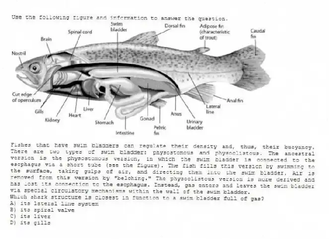 Use the following figure and information to answer the question.
Fishes that have swim bladders can regulate their density and, thus, their buoyancy. There are two types of swim bladder: physostomous and physoclistous. The ancestral version is the physostomous version, in which the swim bladder is connected to the esophagus via a short tube (see the figure). The fish fills this version by swimming to the surface, taking gulps of air, and directing them into the swim bladder. Air is removed from this version by "belching." The physoclistous version is more derived and has lost its connection to the esophagus. Instead, gas enters and leaves the swim bladder via special circulatory mechanisms within the wall of the swim bladder.
Which shark structure is closest in function to a swim bladder full of gas?
A) its lateral line system
B) its spiral valve
C) its liver
D) its gills