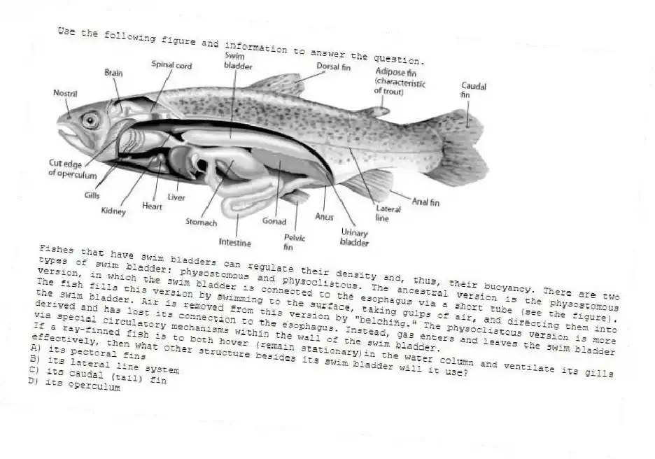 Use the following figure and information to answer the question.
Fishes that have swim bladders can regulate their density and, thus, their buoyancy. There are two types of swim bladder: physostomous and physoclistous. The ancestral version is the physostomous version, in which the swim bladder is connected to the esophagus via a short tube (see the figure). The fish fills this version by swimming to the surface, taking gulps of air, and directing them into the swim bladder. Air is removed from this version by "belching." The physoclistous version is more derived and has lost its connection to the esophagus. Instead, gas enters and leaves the swim bladder via special circulatory mechanisms within the wall of the swim bladder.
If a ray-finned fish is to both hover (remain stationary)in the water column and ventilate its gills effectively, then what other structure besides its swim bladder will it use?
A) its pectoral fins
B) its lateral line system
C) its caudal (tail) fin
D) its operculum