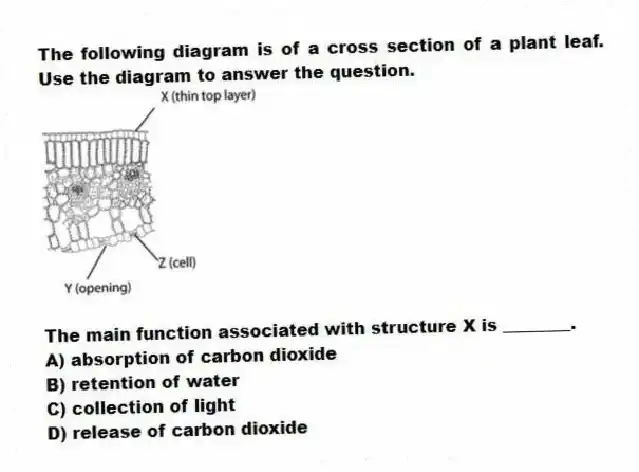 The following diagram is of a cross section of a plant leaf. Use the diagram to answer the question.
The main function associated with structure X is ________.
A) absorption of carbon dioxide
B) retention of water
C) collection of light
D) release of carbon dioxide