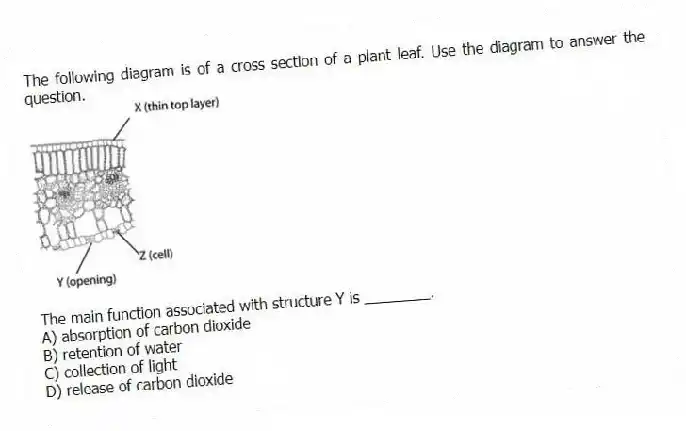 The following diagram is of a cross section of a plant leaf. Use the diagram to answer the question.
The main function associated with structure Y is ________.
A) absorption of carbon dioxide
B) retention of water
C) collection of light
D) release of carbon dioxide