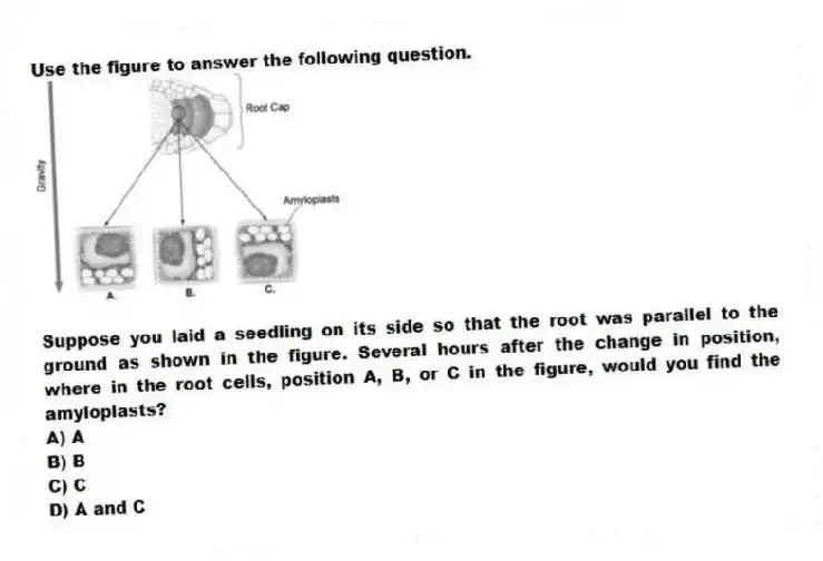 Use the figure to answer the following question.
Suppose you laid a seedling on its side so that the root was parallel to the ground as shown in the figure. Several hours after the change in position, where in the root cells, position A, B, or C in the figure, would you find the amyloplasts?
A) A
B) B
C) C
D) A and C
