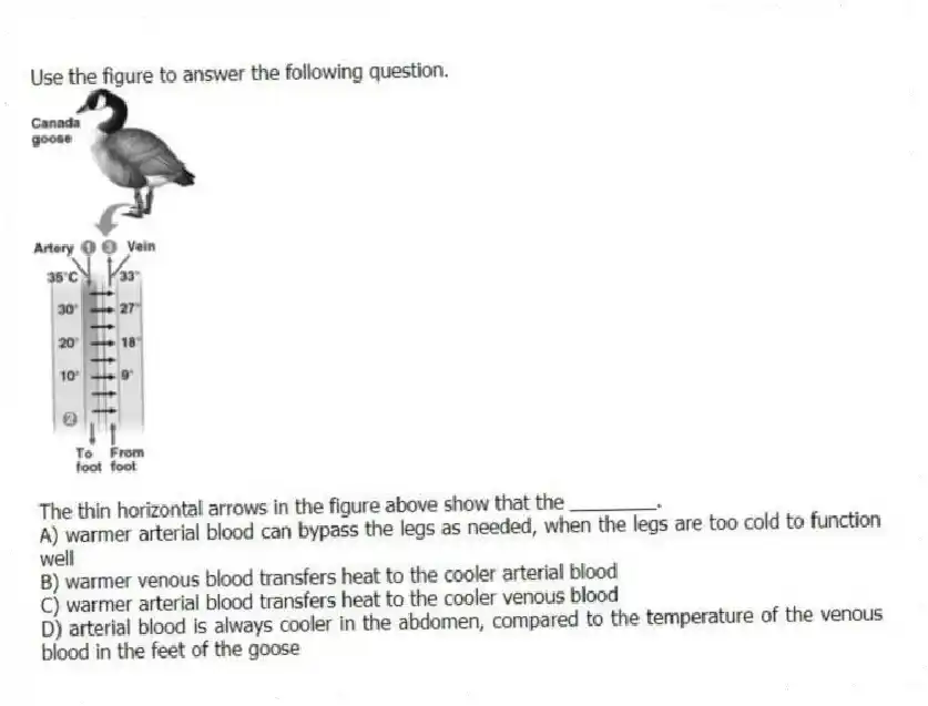 Use the figure to answer the following question.
The thin horizontal arrows in the figure above show that the ________.
A) warmer arterial blood can bypass the legs as needed, when the legs are too cold to function well
B) warmer venous blood transfers heat to the cooler arterial blood
C) warmer arterial blood transfers heat to the cooler venous blood
D) arterial blood is always cooler in the abdomen, compared to the temperature of the venous blood in the feet of the goose