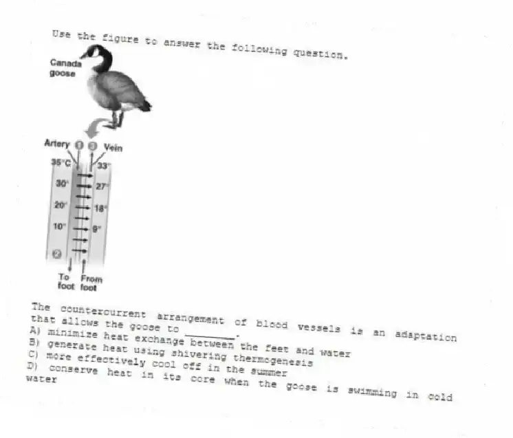 Use the figure to answer the following question.
The countercurrent arrangement of blood vessels is an adaptation that allows the goose to ________.
A) minimize heat exchange between the feet and water
B) generate heat using shivering thermogenesis
C) more effectively cool off in the summer
D) conserve heat in its core when the goose is swimming in cold water