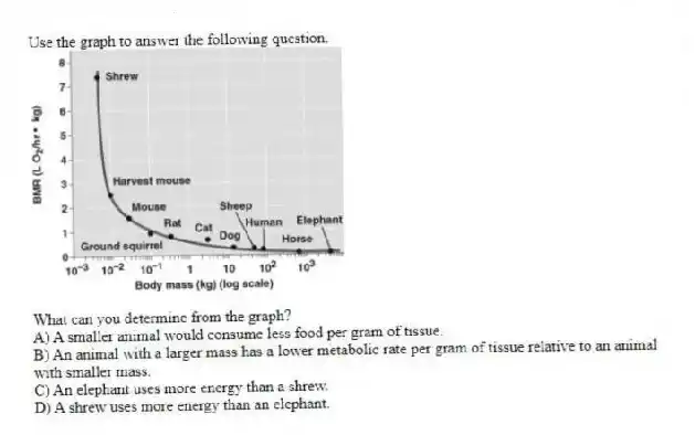 Use the graph to answer the following question.
What can you determine from the graph?
A) A smaller animal would consume less food per gram of tissue.
B) An animal with a larger mass has a lower metabolic rate per gram of tissue relative to an animal with smaller mass.
C) An elephant uses more energy than a shrew.
D) A shrew uses more energy than an elephant.