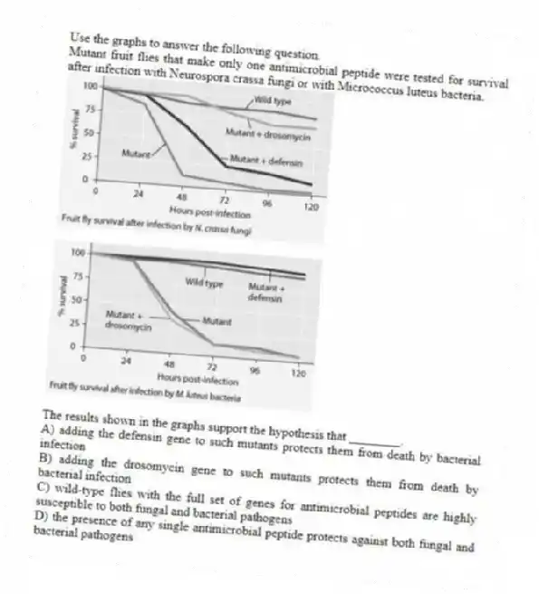 Use the graphs to answer the following question.
Mutant fruit flies that make only one antimicrobial peptide were tested for survival after infection with Neurospora crassa fungi or with Micrococcus luteus bacteria.
The results shown in the graphs support the hypothesis that ________.
A) adding the defensin gene to such mutants protects them from death by bacterial infection
B) adding the drosomycin gene to such mutants protects them from death by bacterial infection
C) wild-type flies with the full set of genes for antimicrobial peptides are highly susceptible to both fungal and bacterial pathogens
D) the presence of any single antimicrobial peptide protects against both fungal and bacterial pathogens