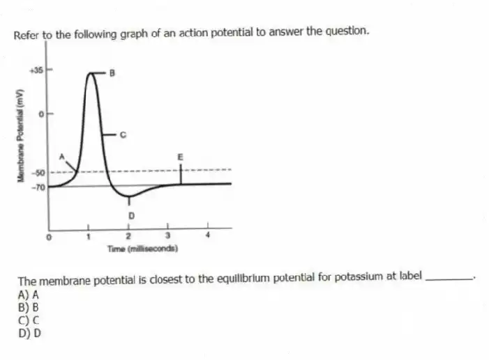 Refer to the following graph of an action potential to answer the question.
The membrane potential is closest to the equilibrium potential for potassium at label ________.
A) A
B) B
C) C
D) D