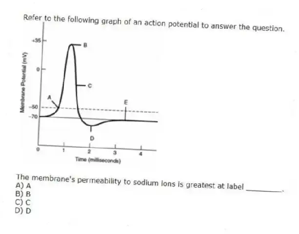 Refer to the following graph of an action potential to answer the question.
The membrane's permeability to sodium ions is greatest at label ________.
A) A
B) B
C) C
D) D