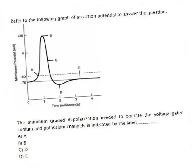 Refer to the following graph of an action potential to answer the question.
The minimum graded depolarization needed to operate the voltage-gated sodium and potassium channels is indicated by the label ________.
A) A
B) B
C) D
D) E