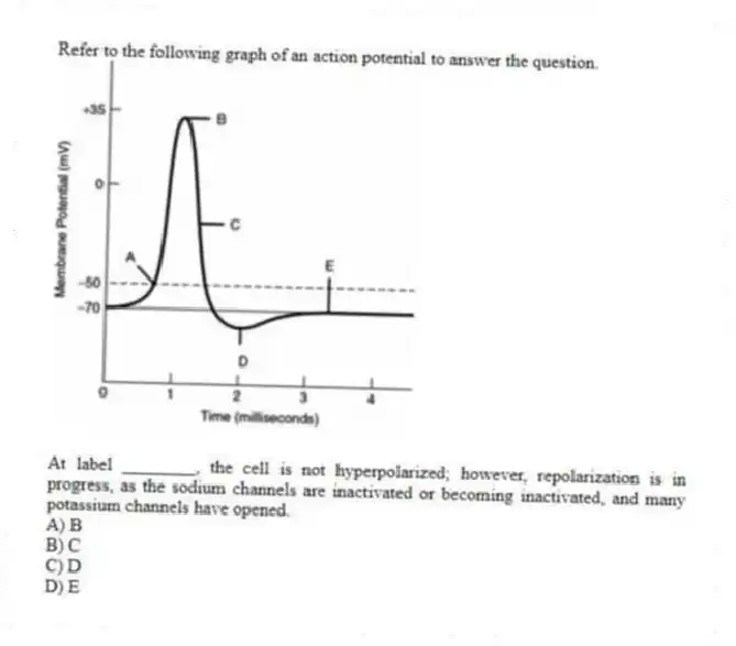 Refer to the following graph of an action potential to answer the question.
At label ________, the cell is not hyperpolarized; however, repolarization is in progress, as the sodium channels are inactivated or becoming inactivated, and many potassium channels have opened.
A) B
B) C
C) D
D) E