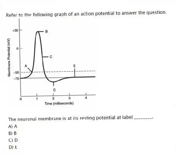 Refer to the following graph of an action potential to answer the question.
The neuronal membrane is at its resting potential at label ________.
A) A
B) B
C) D
D) E