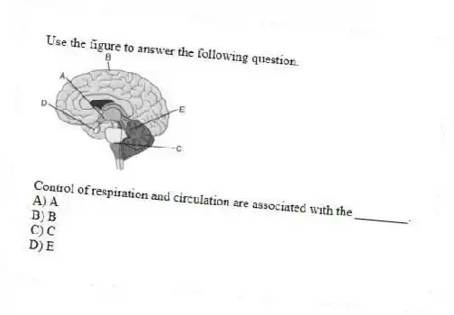 Use the figure to answer the following question.
Control of respiration and circulation are associated with the ________.
A) A
B) B
C) C
D) E