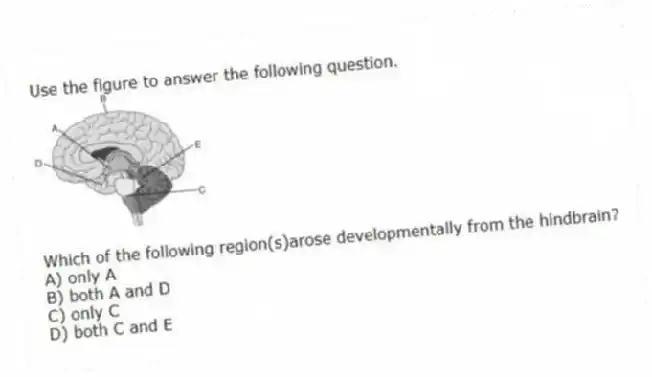 Use the figure to answer the following question.
Which of the following region(s)arose developmentally from the hindbrain?
A) only A
B) both A and D
C) only C
D) both C and E