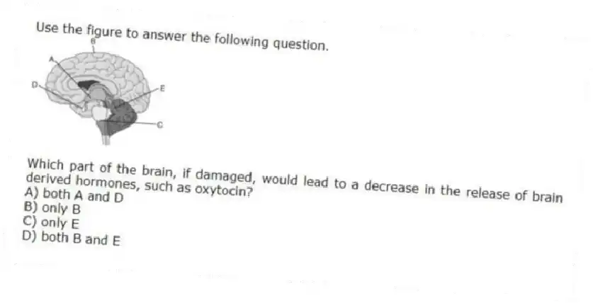 Use the figure to answer the following question.
Which part of the brain, if damaged, would lead to a decrease in the release of brain derived hormones, such as oxytocin?
A) both A and D
B) only B
C) only E
D) both B and E