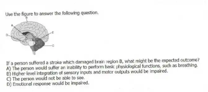 Use the figure to answer the following question.
If a person suffered a stroke which damaged brain region B, what might be the expected outcome?
A) The person would suffer an inability to perform basic physiological functions, such as breathing.
B) Higher-level integration of sensory inputs and motor outputs would be impaired.
C) The person would not be able to see.
D) Emotional response would be impaired.